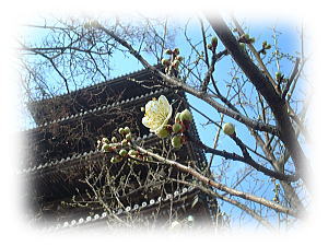 五重塔と梅の花