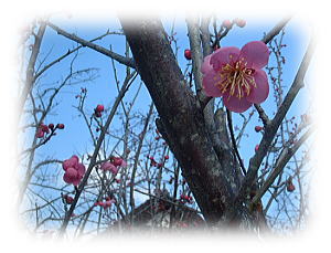 梅の花