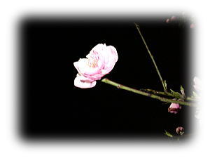 桃の花アップ！