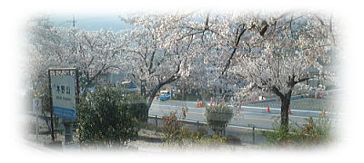 木野山駅の桜並木 木野山駅の桜並木