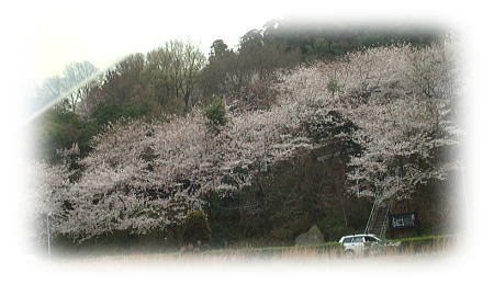 桜、7分咲き程度かな。 桜、7分咲き程度かな。