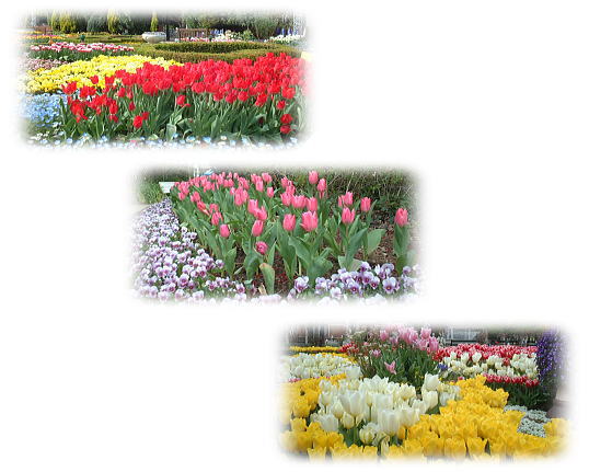 花がたくさん・・・♪