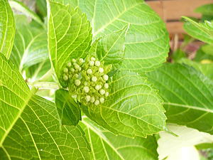 何色の花を咲かせてくれるかな。。。