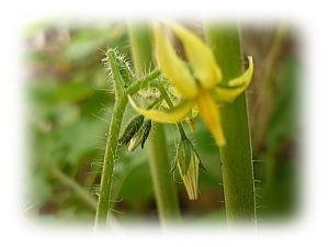 ミニトマトの花