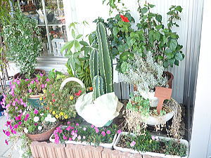 店先のお花もきれい♪
