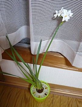 水仙