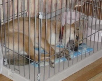 シャンプーなんかしないワン！」