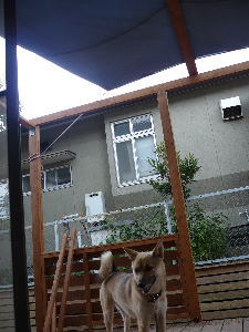 パパ、ありがとワン！