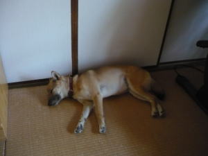 涼しい~♪ 涼しい~♪