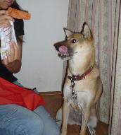 食べたいワン！