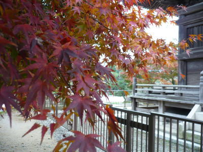 綺麗に紅葉してました。