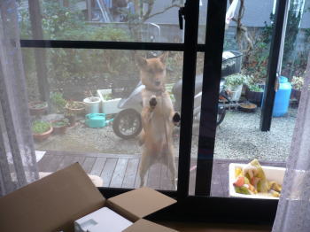 うるさいワン!