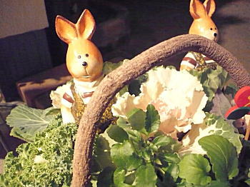 葉牡丹の寄せ植え♪