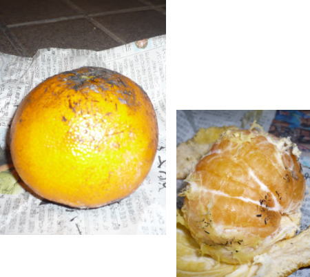 美味しいの?