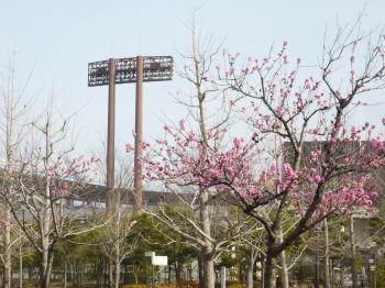 多分、桃の花・・・？