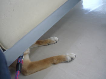隠れてる・・・ つもり!^^ 隠れてる・・・ つもり!^^