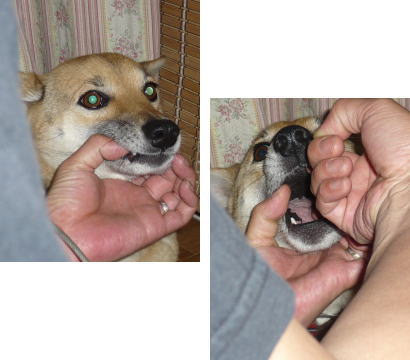 や、やめろ~!! や、やめろ~!!