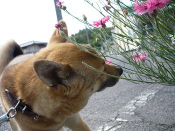 クンクン・・・