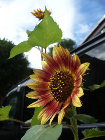 向日葵も見事に開花♪キタ━━━━ヽ(`∀´ )ノ━━━━!!!! 向日葵も見事に開花♪キタ━━━━ヽ(`∀´ )ノ━━━━!!!!