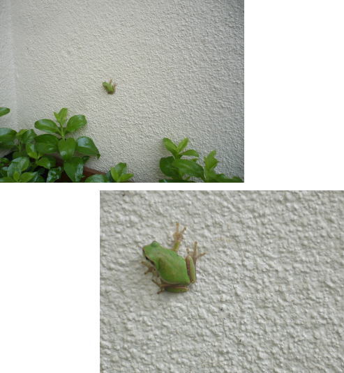 雨蛙 キタ━━━━ヽ(`エ´*)ノ━━━━ッ!!!! 雨蛙 キタ━━━━ヽ(`エ´*)ノ━━━━ッ!!!!