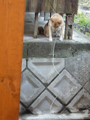 どうしよう・・・　　UﾟДﾟU 