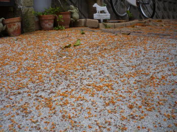 オレンジ雪の様ですな~! オレンジ雪の様ですな~!