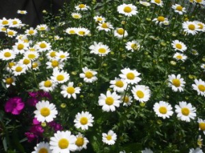お花満開♪