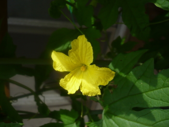 キュウリの花?