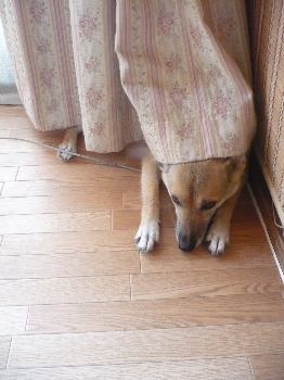 またァ~!( ´Д`)=3マッタク