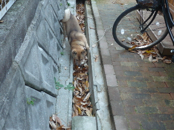 気をつけてね~!L(・∀・ L)