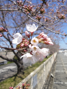 おっ、咲いてる♪^^
