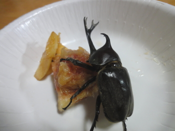 カブくん!(♂)