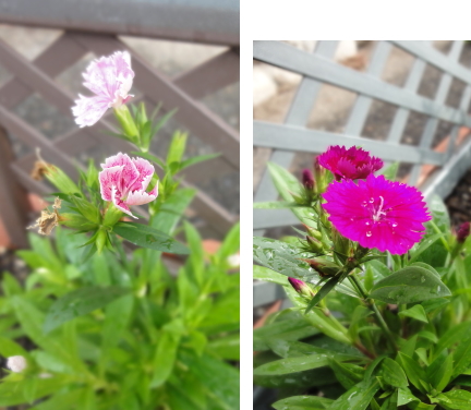 ナデシコの花♪