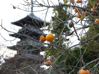 柿ももう終わり・・・