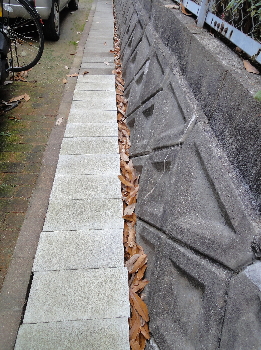 側溝にもビッシリ・・・