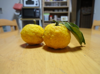 頂いた柚子。