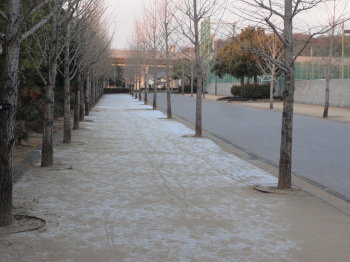 おぉ~、雪じゃ♪^^