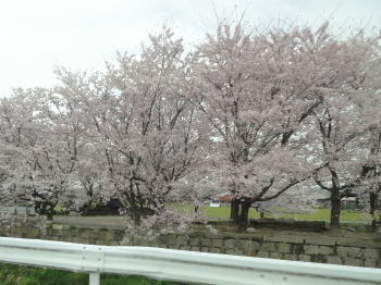 桜・・・