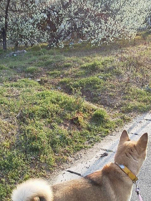 散歩と梅の花散策♪