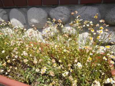 お花の植え替え