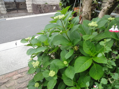 梅雨入り～♪