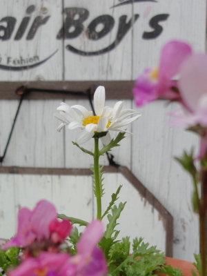 お花の植え替え！^^