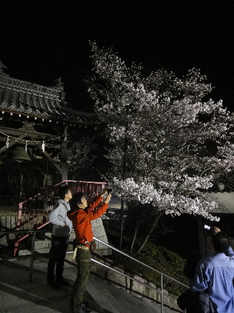 今月は、夜桜参り♪^^