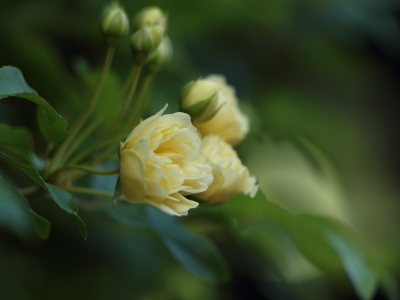 木香薔薇 満開！^^