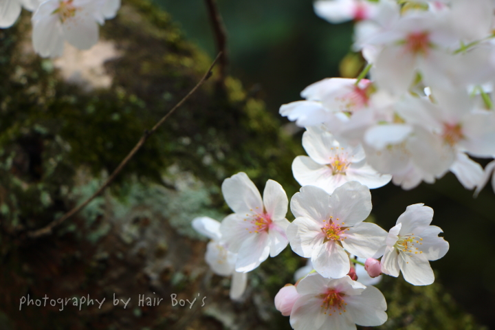 SAKURA!