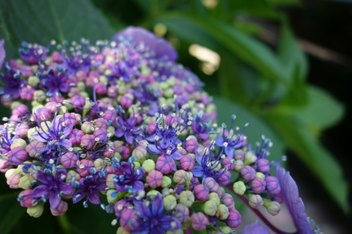 紫陽花開花♪