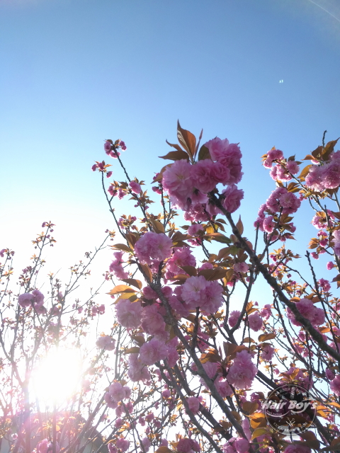 八重桜♪